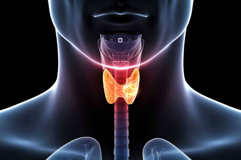 Die Schilddrüse – Hormonzentrale des Lebens Die Schilddrüse – Hormonzentrale des Lebens